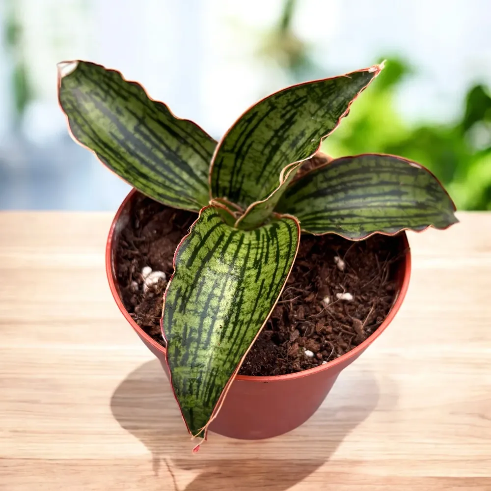 Sansevieria 'Cleopatra'