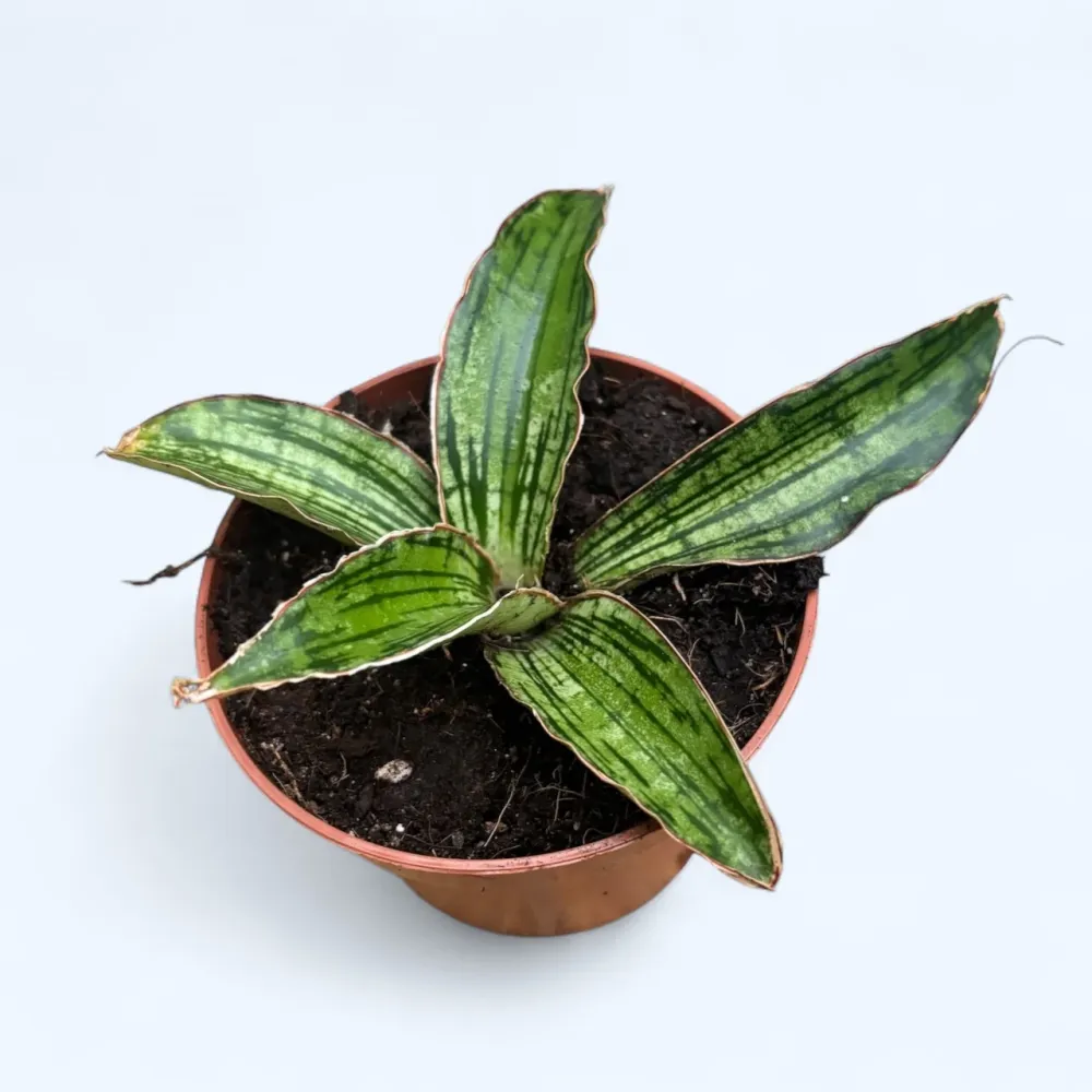 Sansevieria 'Cleopatra'