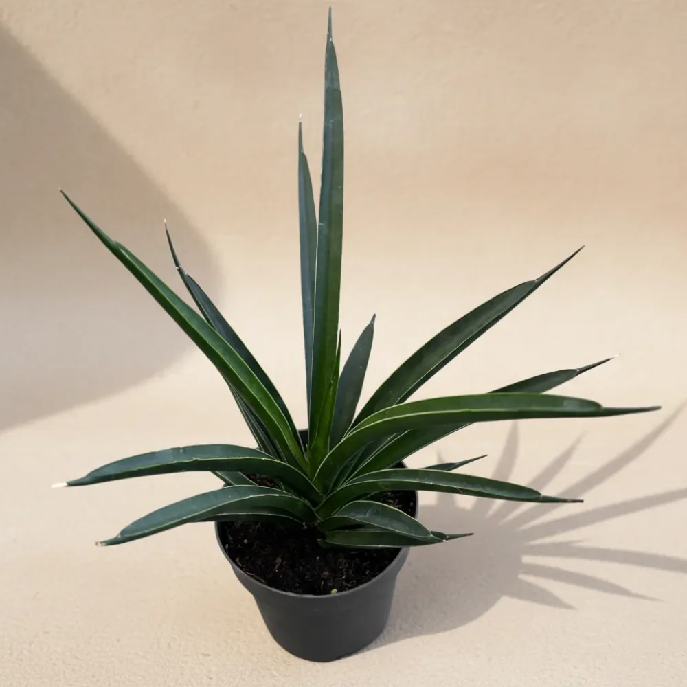 Sansevieria Comet Amazon Green