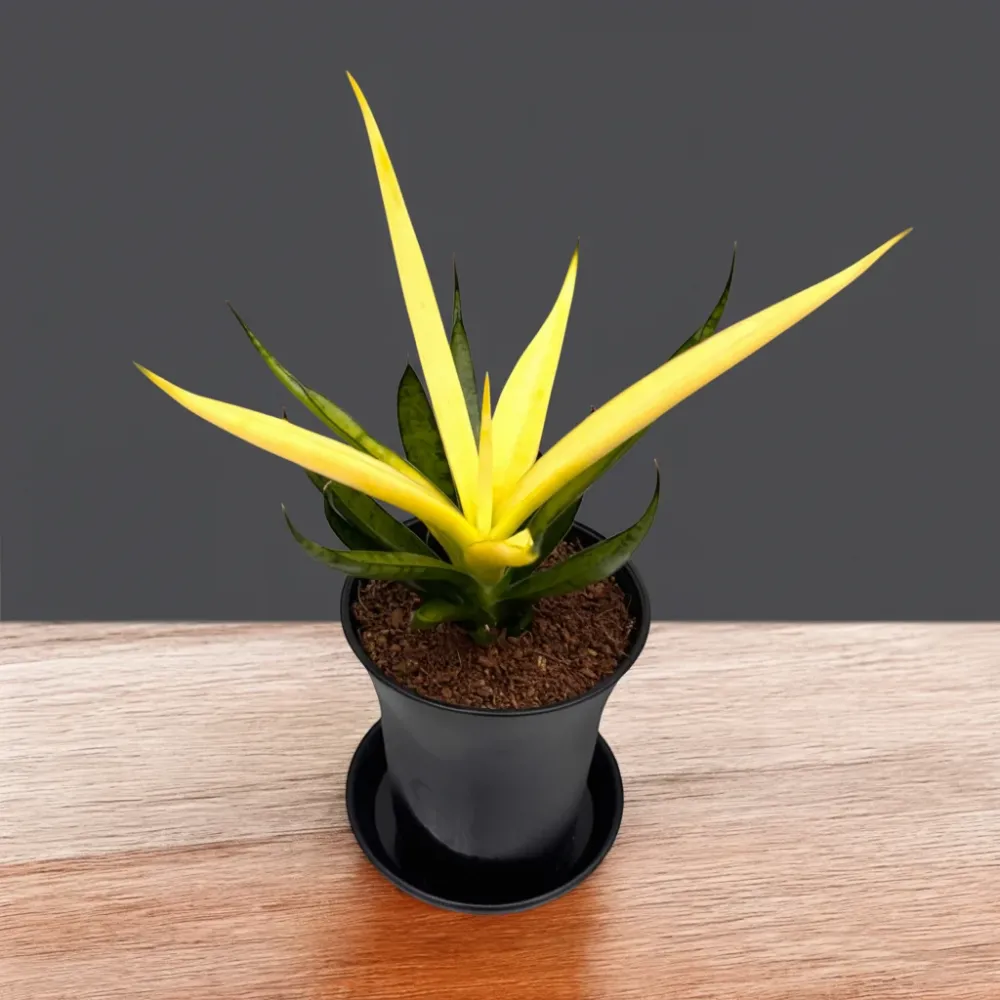 Sansevieria Comet Chrysanta Lemon