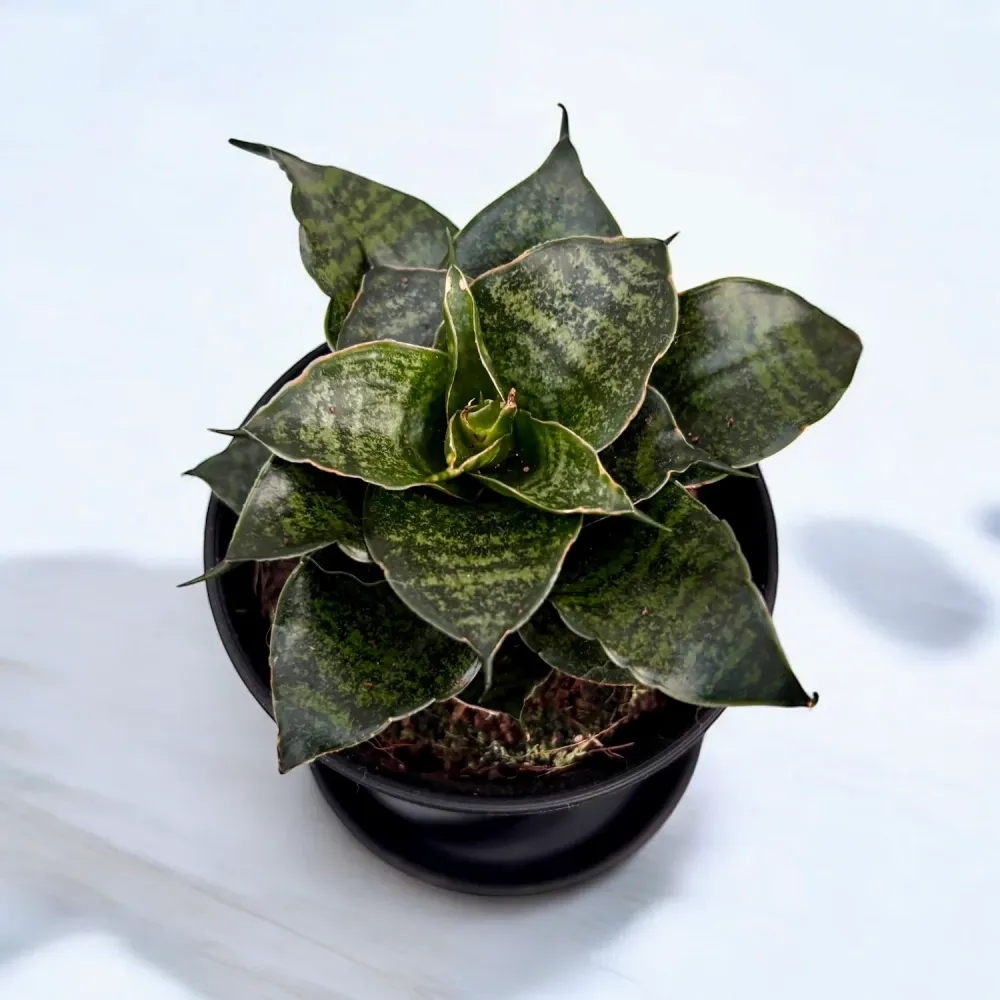 Sansevieria ‘Comet Mini Queen’
