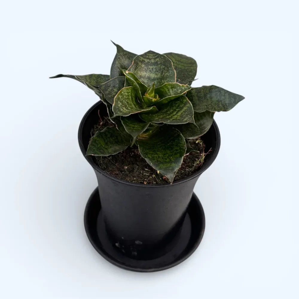 Sansevieria ‘Comet Mini Queen’