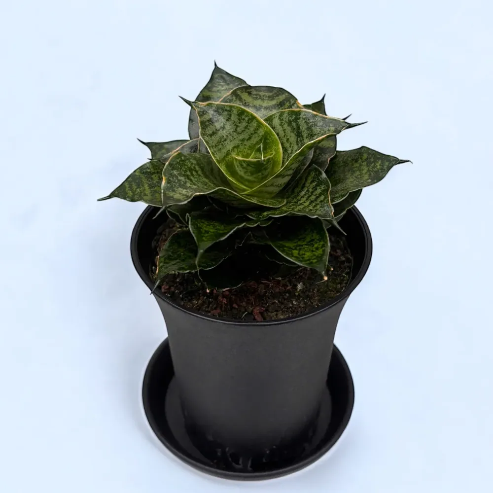 Sansevieria ‘Comet Mini Queen’