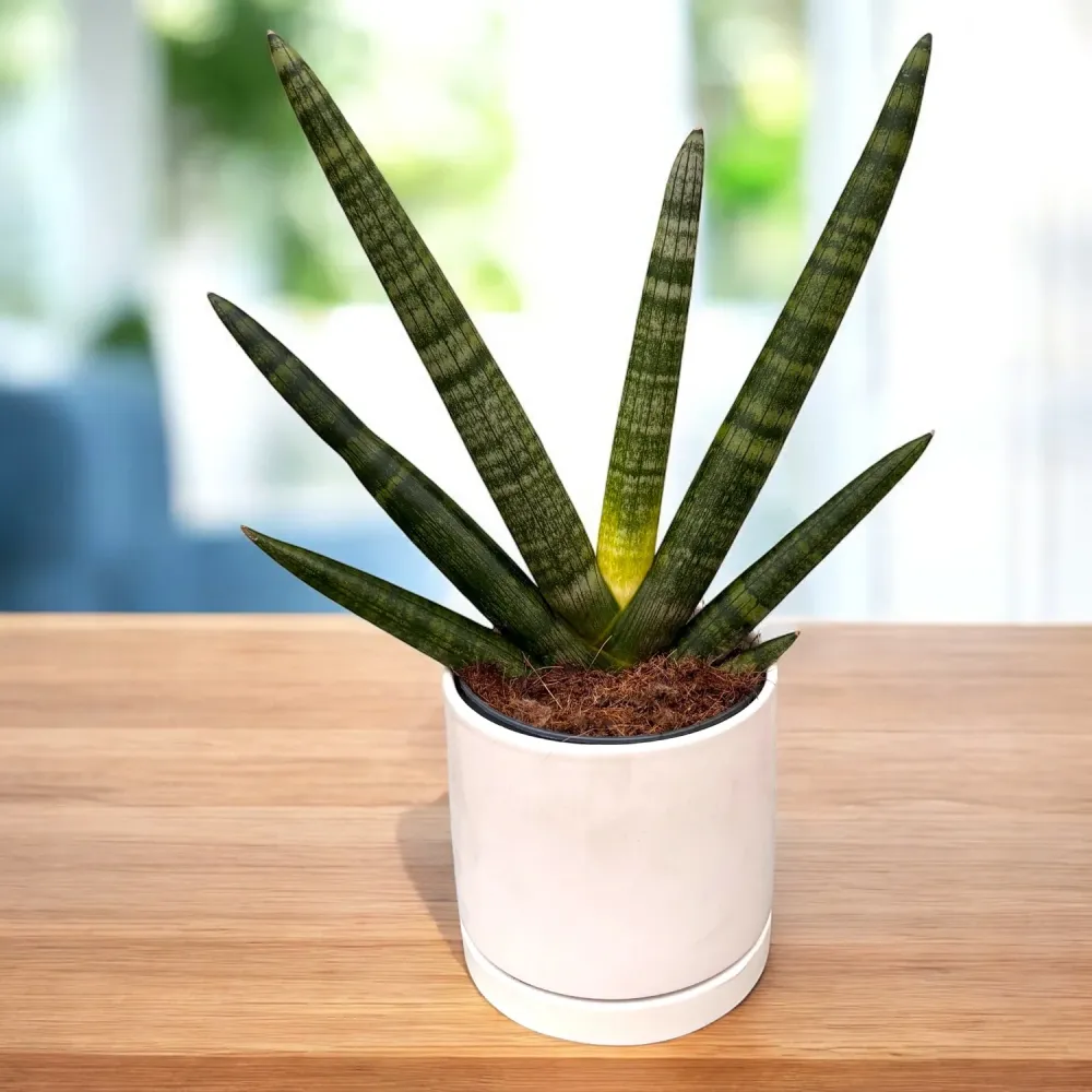 Sansevieria cylindrica 'Handshake' (Planta sarpe)