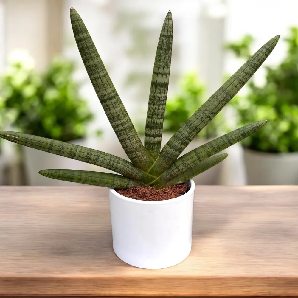 Sansevieria cylindrica 'Handshake' (Planta sarpe)