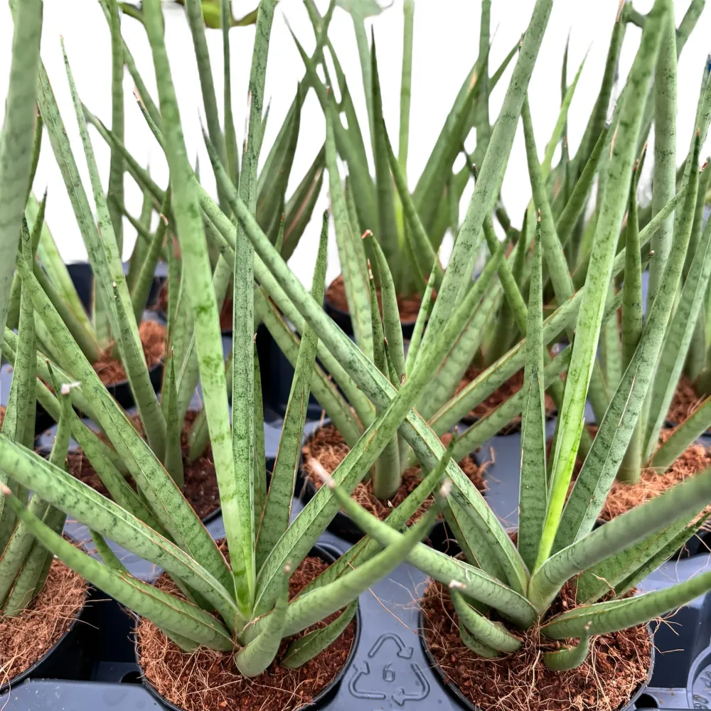 Sansevieria cylindrica 'Medusa' D7