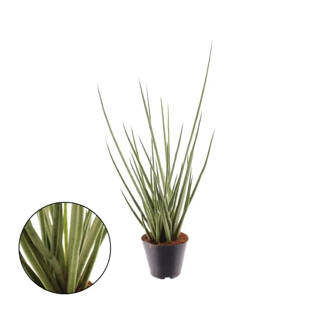 Sansevieria cylindrica 'Medusa'