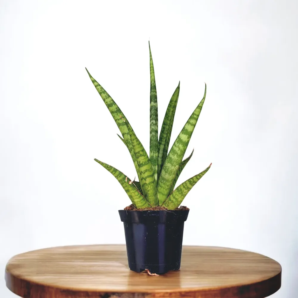 Sansevieria cylindrica 'Pineapple'