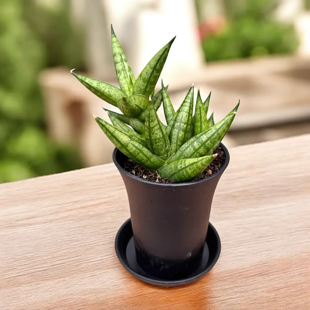 Sansevieria cylindrica ‘Rocky Crown’ - suculenta compacta cu port sculptural