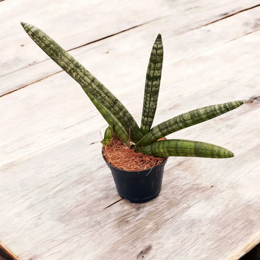 Sansevieria cylindrica 'Skyline' D7