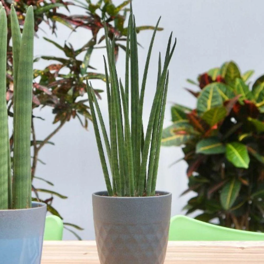Sansevieria Cylindrica (Sulita Africana) Mikado - 35 cm