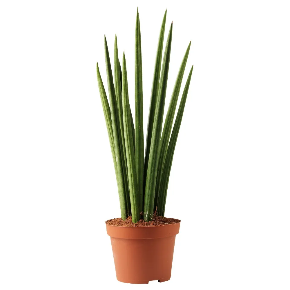 Sansevieria Cylindrica (Sulita Africana) Mikado, 35-40 cm