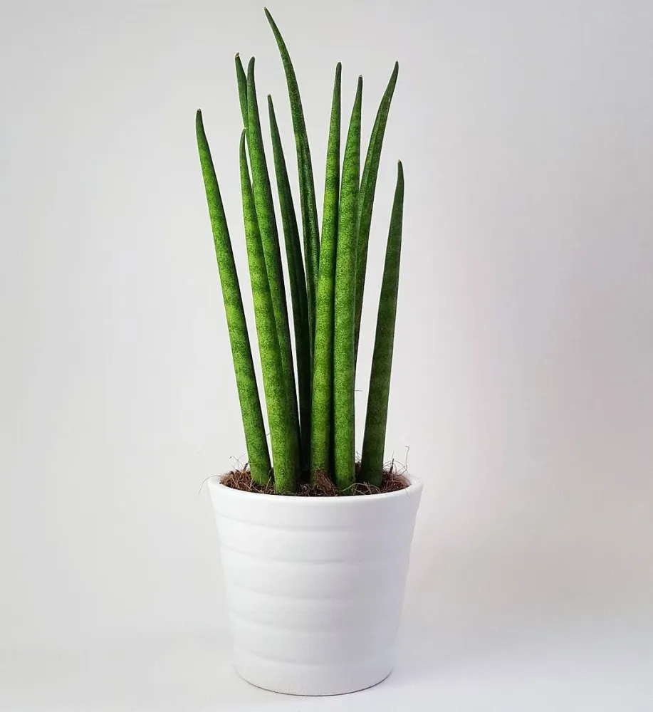 Sansevieria Cylindrica (Sulita Africana) Mikado, 35-40 cm