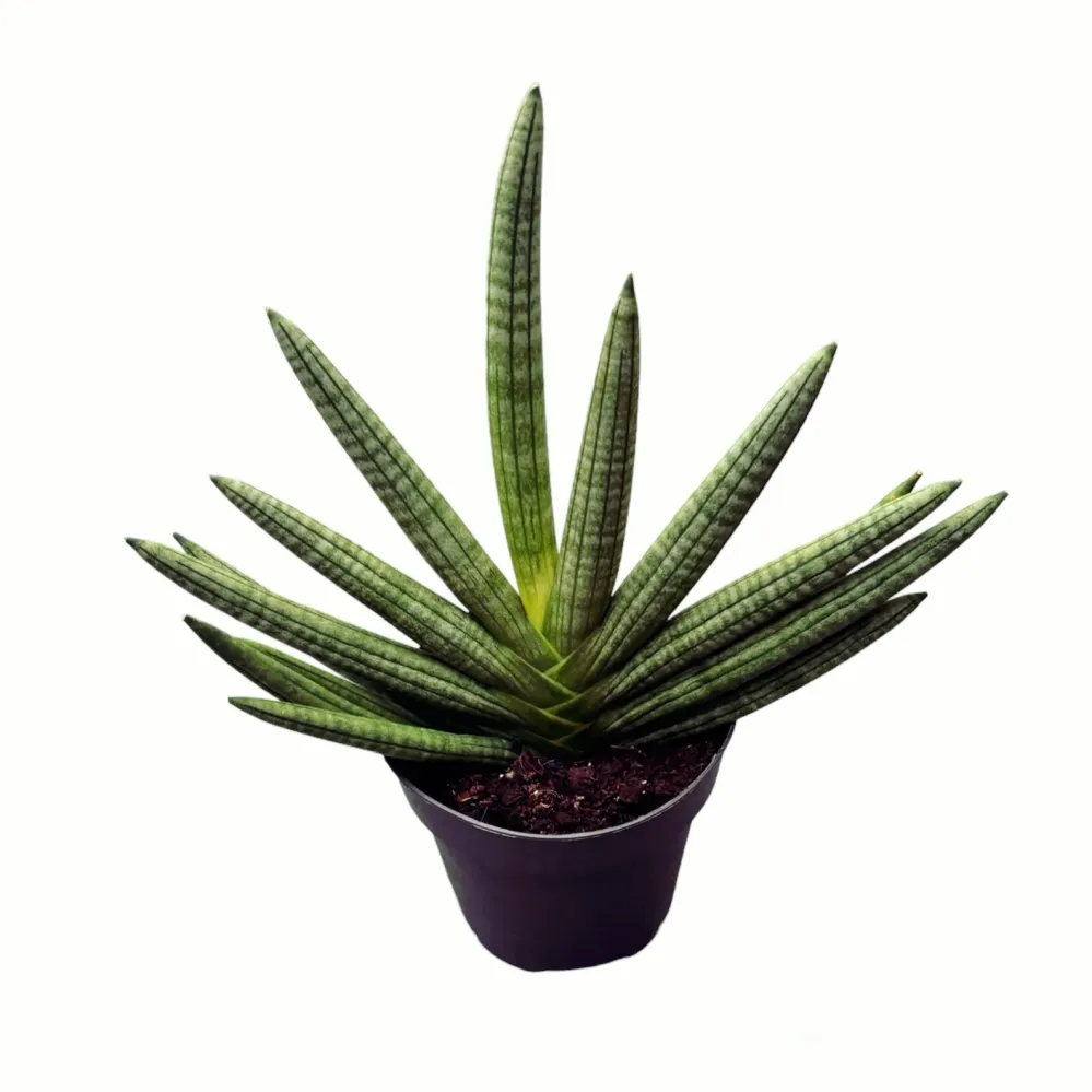 Sansevieria cylindrica 'Tiara Dino Green'