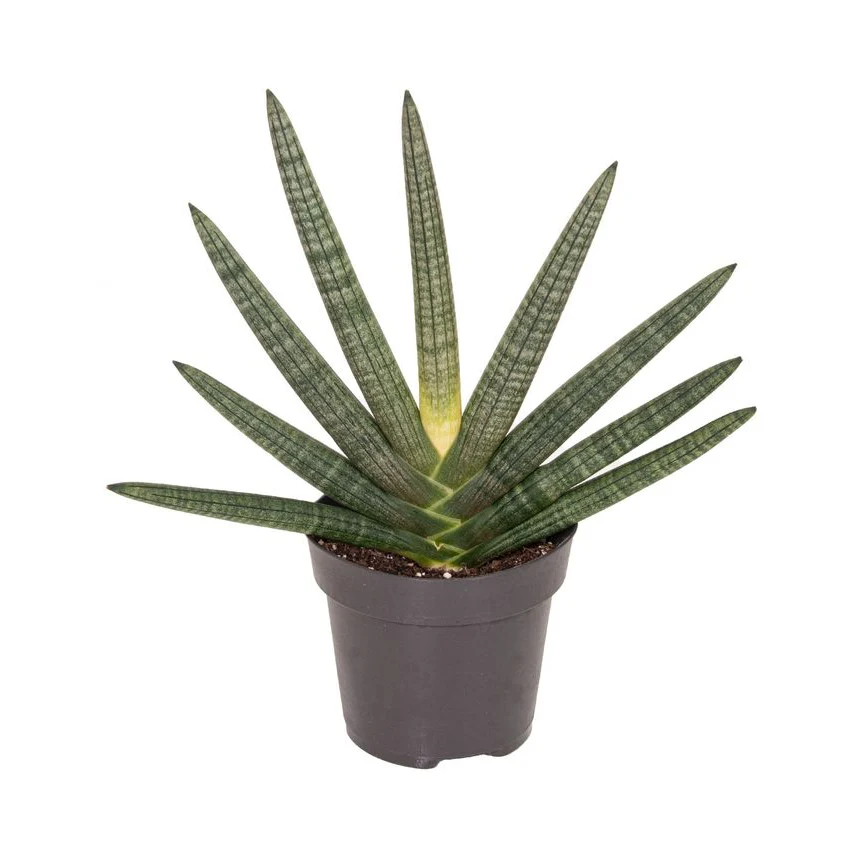 Sansevieria cylindrica 'Tiara Dino Green'