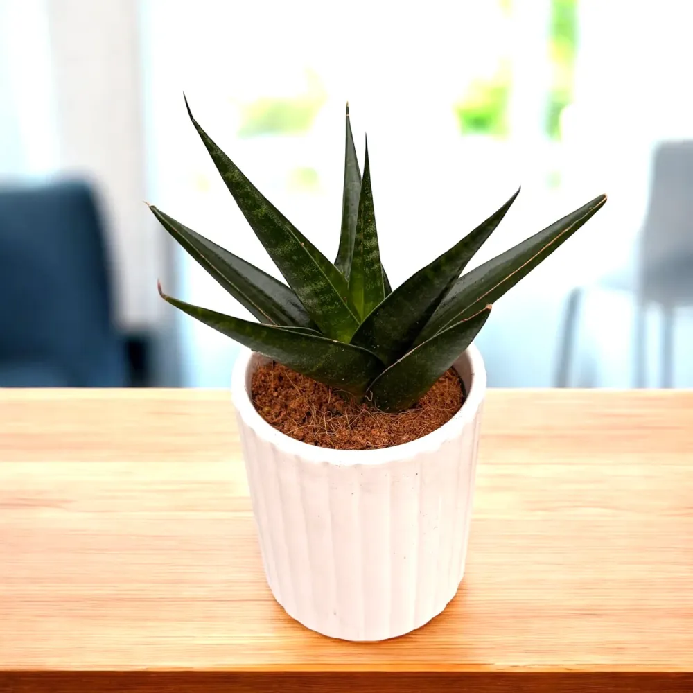 Sansevieria 'Dark Lady'