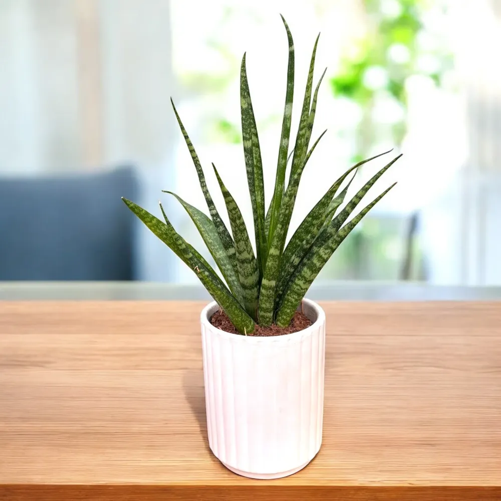 Sansevieria Digitorum D7