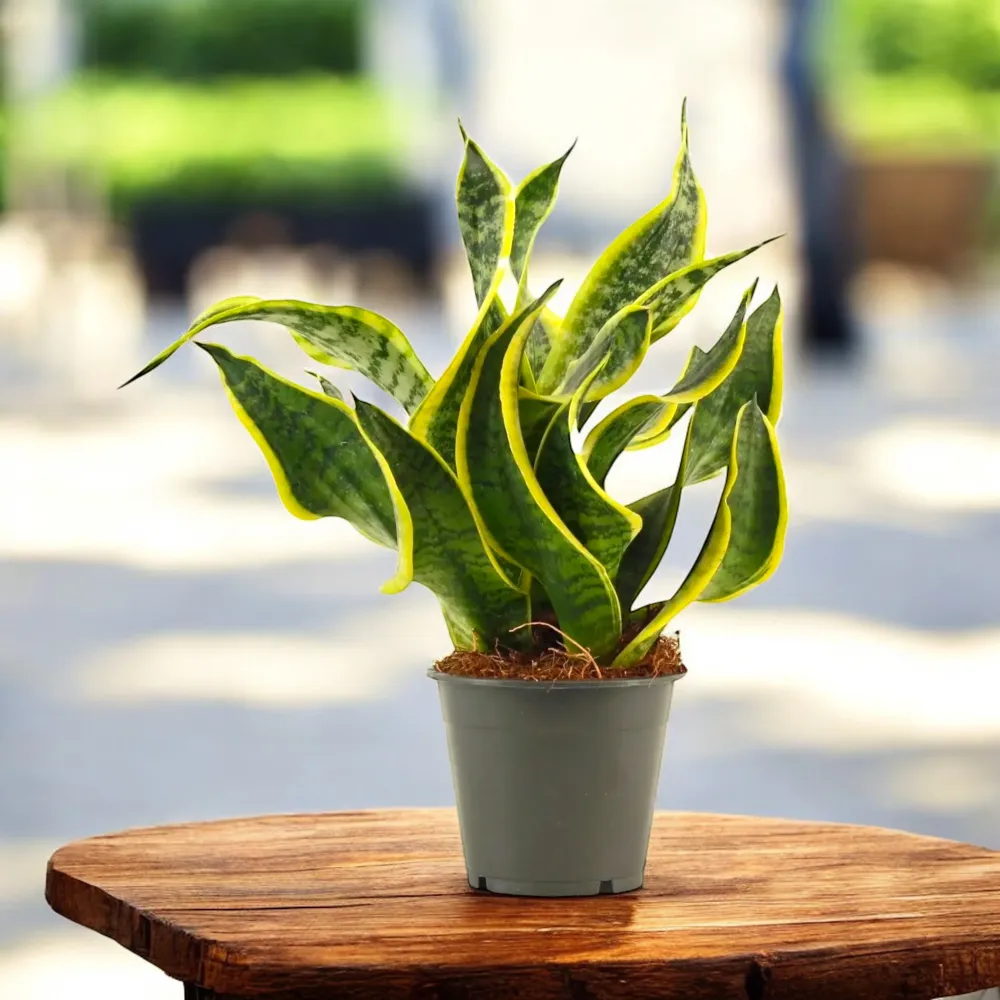 Sansevieria 'Dragon Tongue' - varietate rara cu frunzis compact
