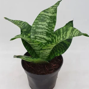 Sansevieria ‘Forest Star’ D9