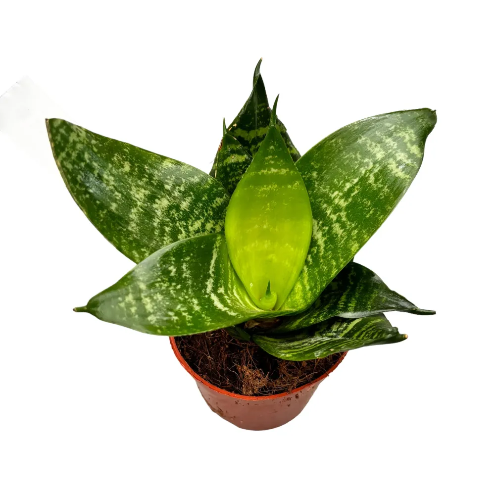 Sansevieria ‘Forest Star’ D9