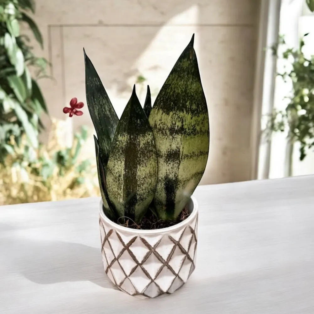 Sansevieria ‘Frozen’