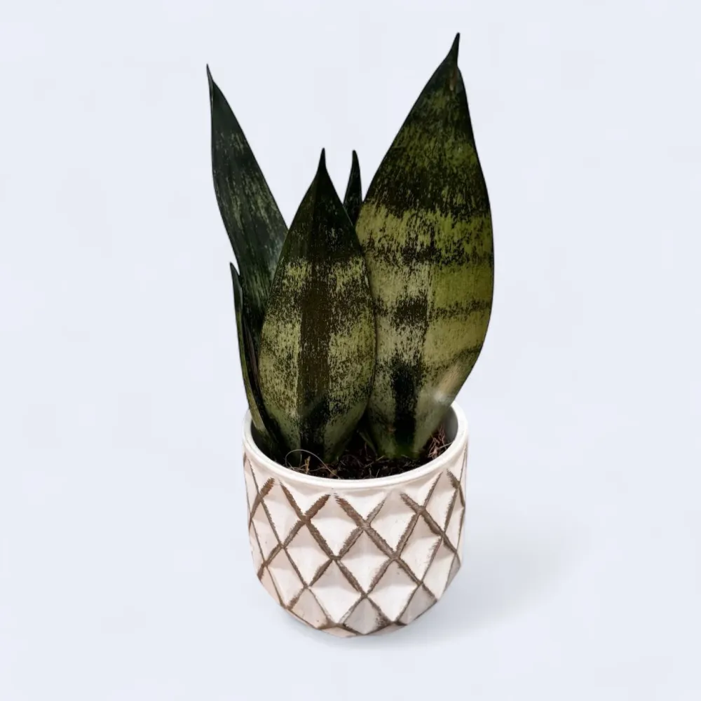 Sansevieria ‘Frozen’