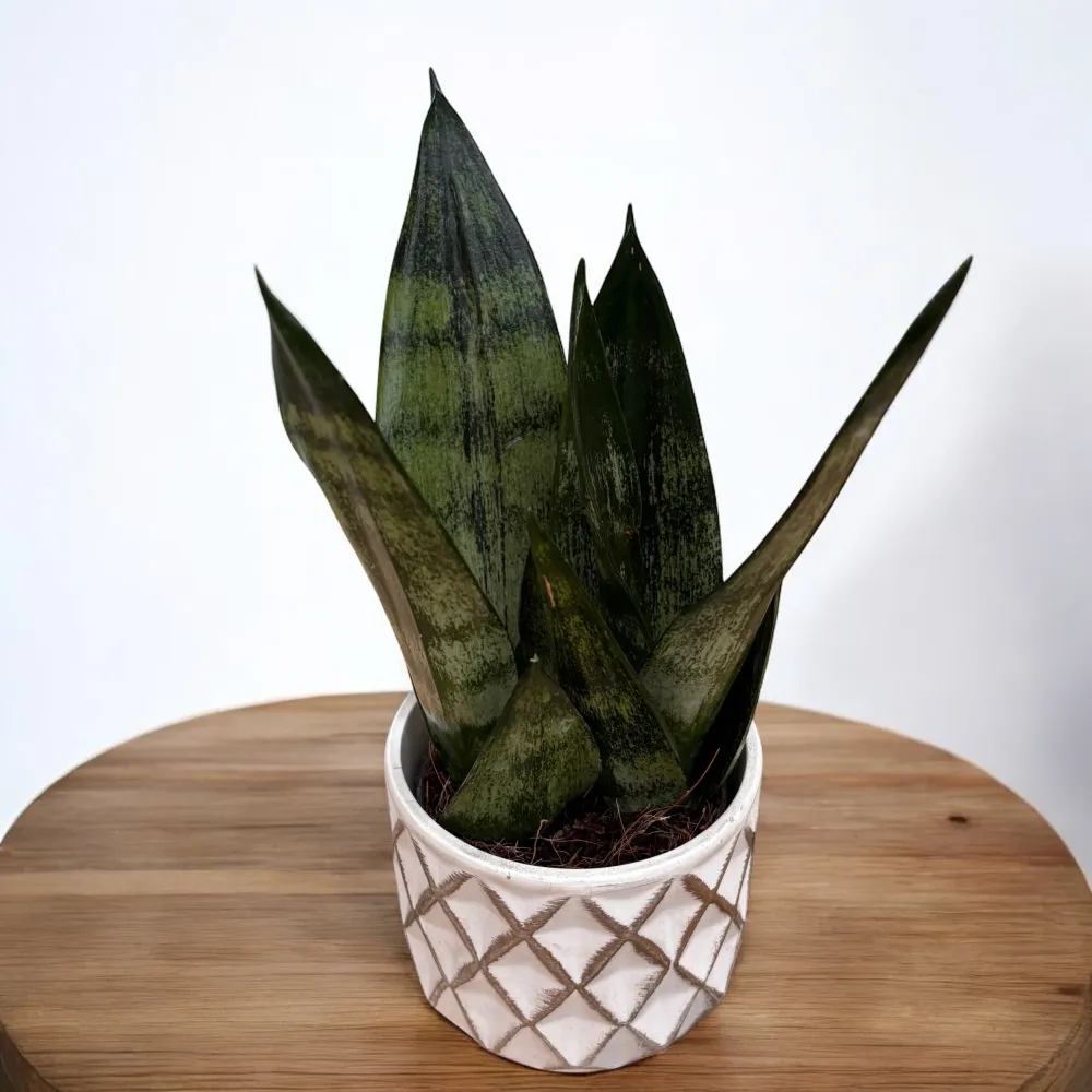 Sansevieria ‘Frozen’