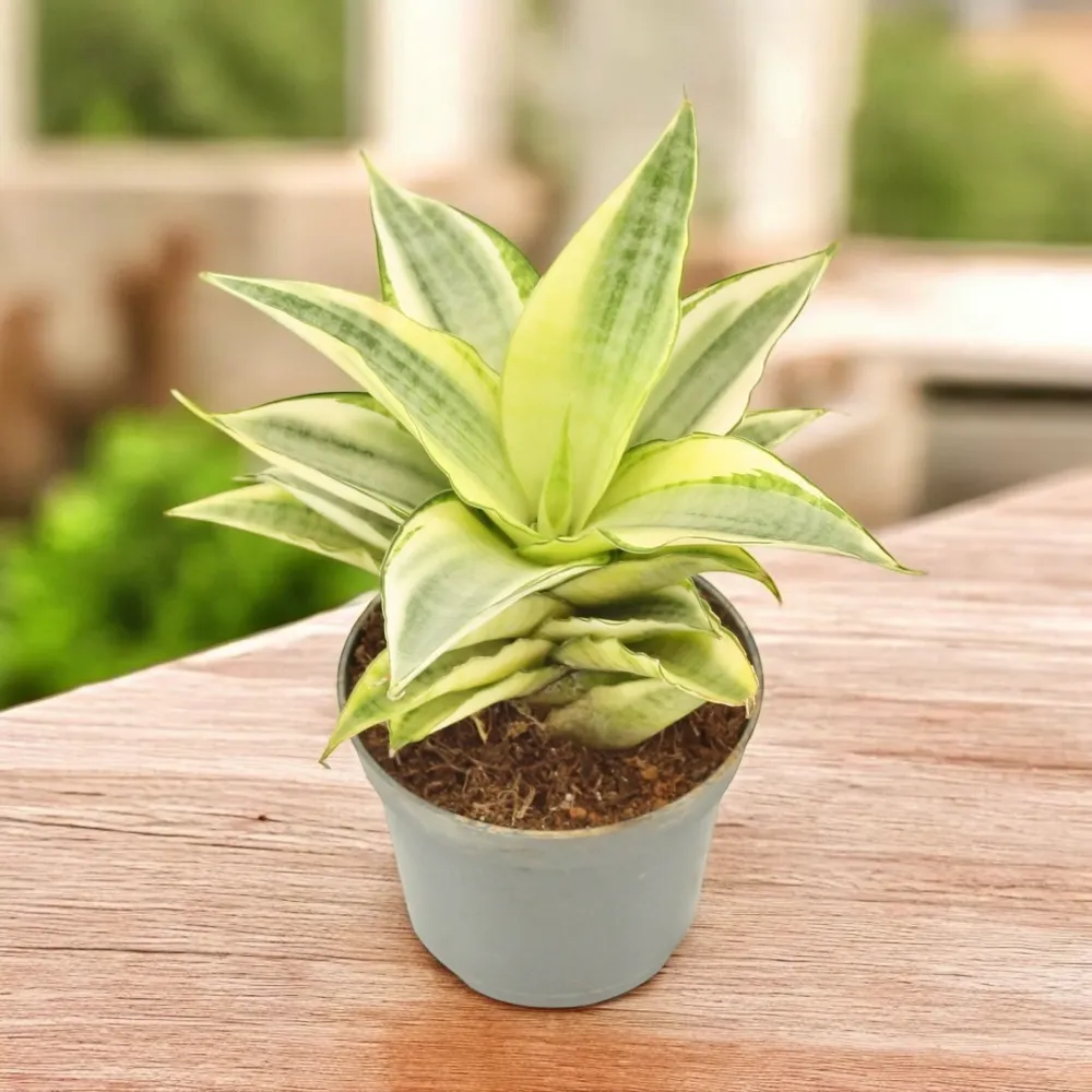 Sansevieria ‘Gabriella White’ Variegated D6