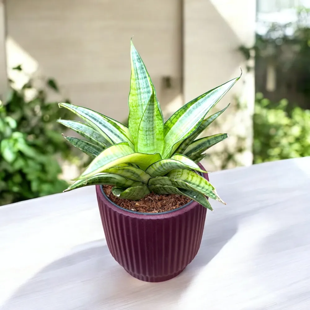 Sansevieria ‘Gabriella White’ Variegated – eleganta minimalista