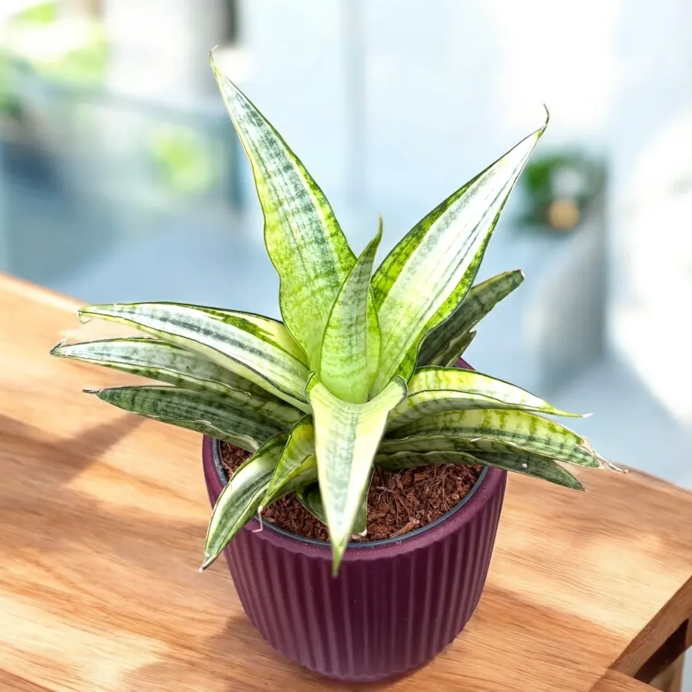 Sansevieria ‘Gabriella White’ Variegated – eleganta minimalista