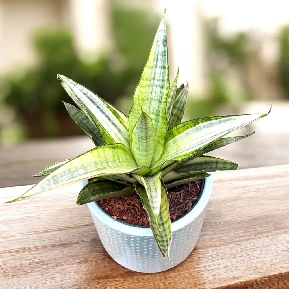 Sansevieria ‘Gabriella White’ Variegated – eleganta minimalista