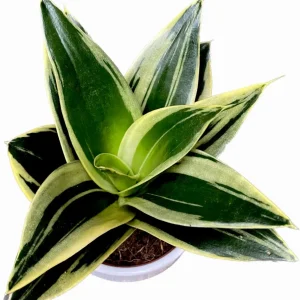 Sansevieria ‘Glimmering Star’ D9
