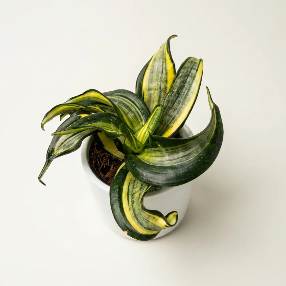 Sansevieria Hahnii 'Curly Spiral Star'