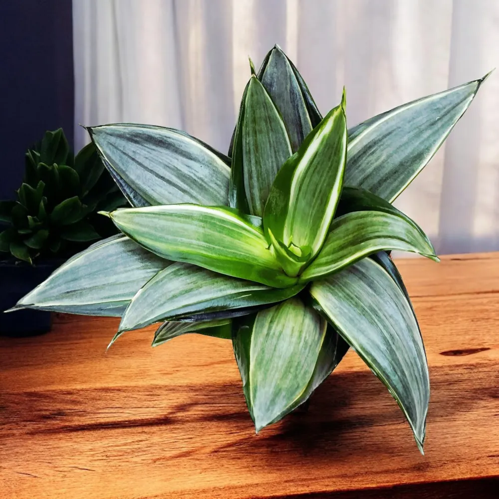 Sansevieria Hahnii 'Diamond' D9