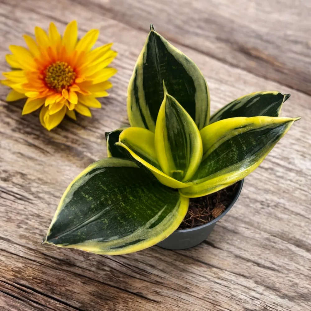 Sansevieria Hahnii 'Flaming'