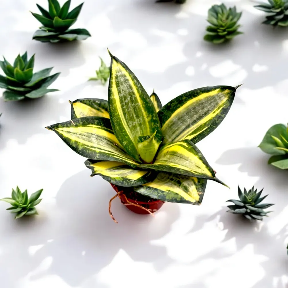 Sansevieria Hahnii 'Jade multicolor' D6