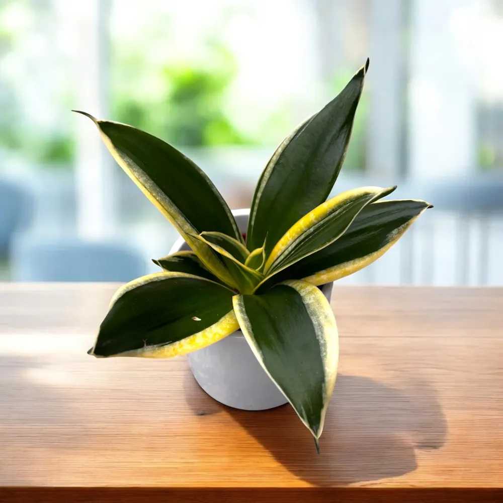 Sansevieria Hahnii ‘Jade Pagoda’