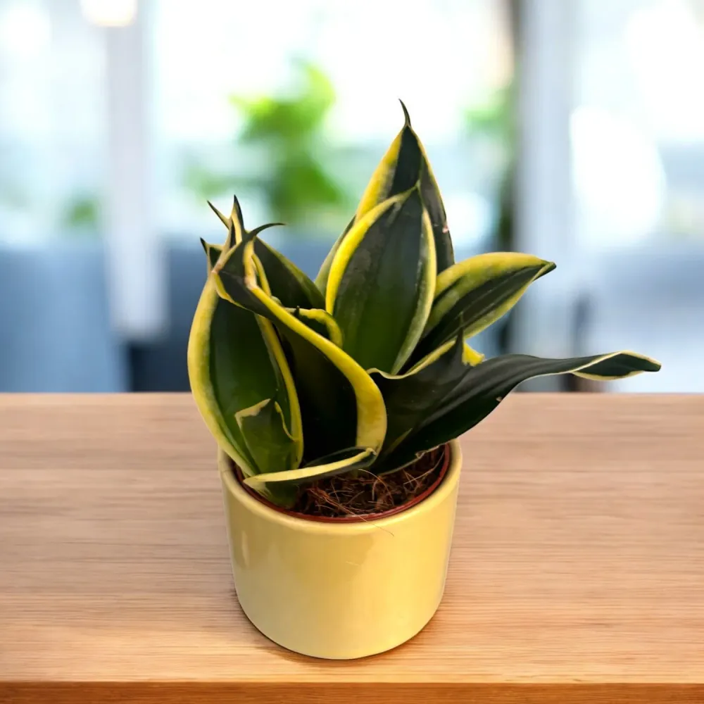 Sansevieria Hahnii ‘Jade Pagoda’ – frunzis compact, cu textura unica
