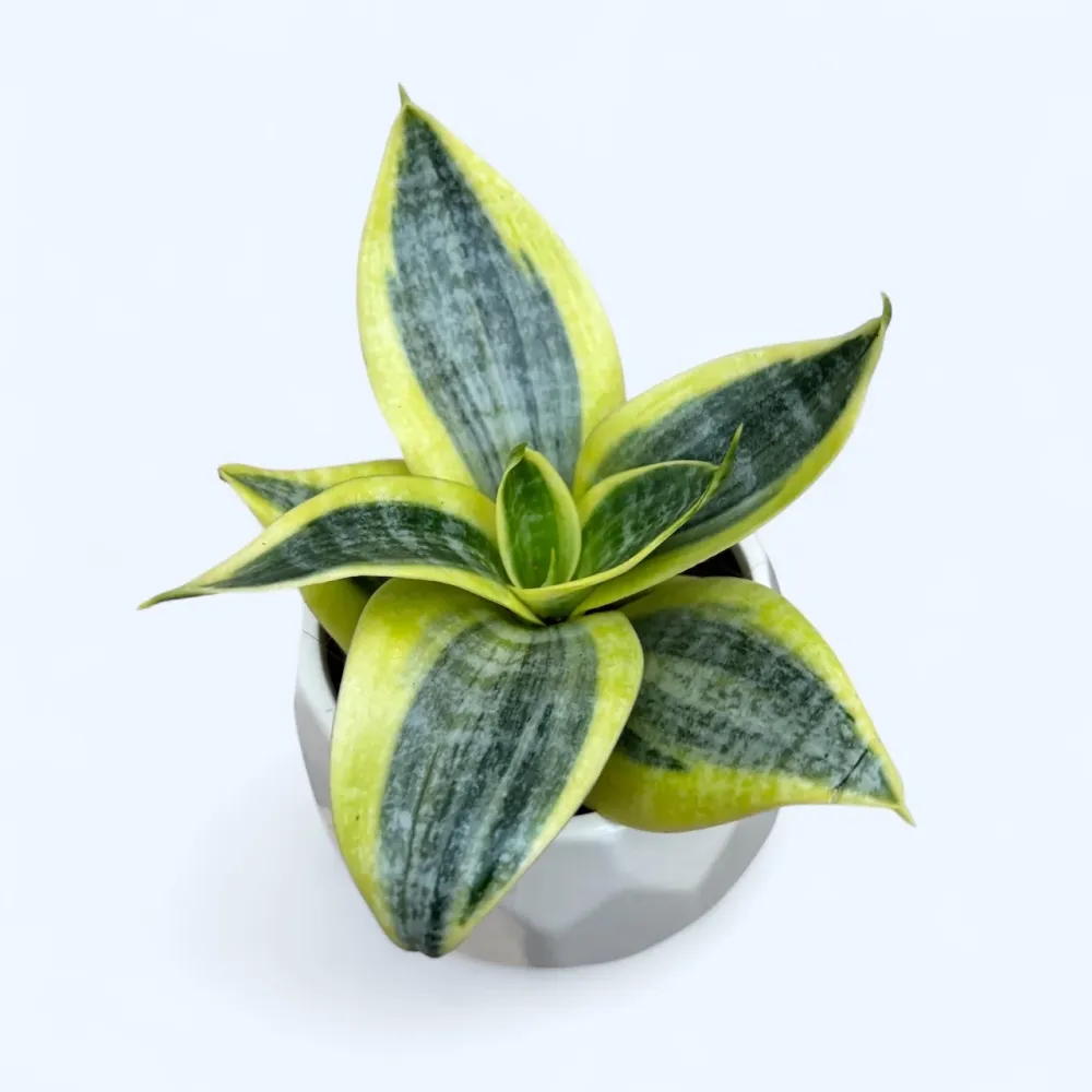 Sansevieria hahnii ‘Sun’