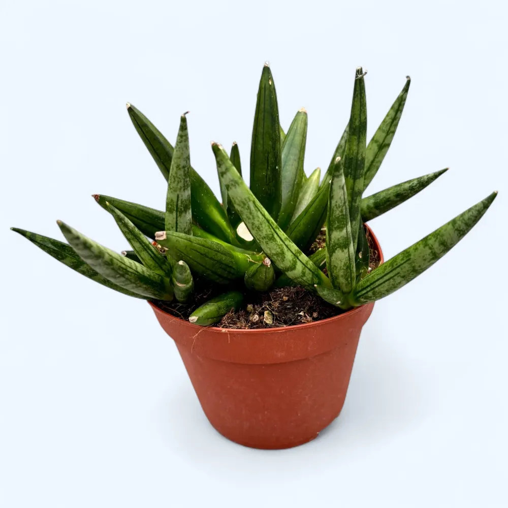 Sansevieria 'Hedgehog'- suculenta compacta cu aspect de arici