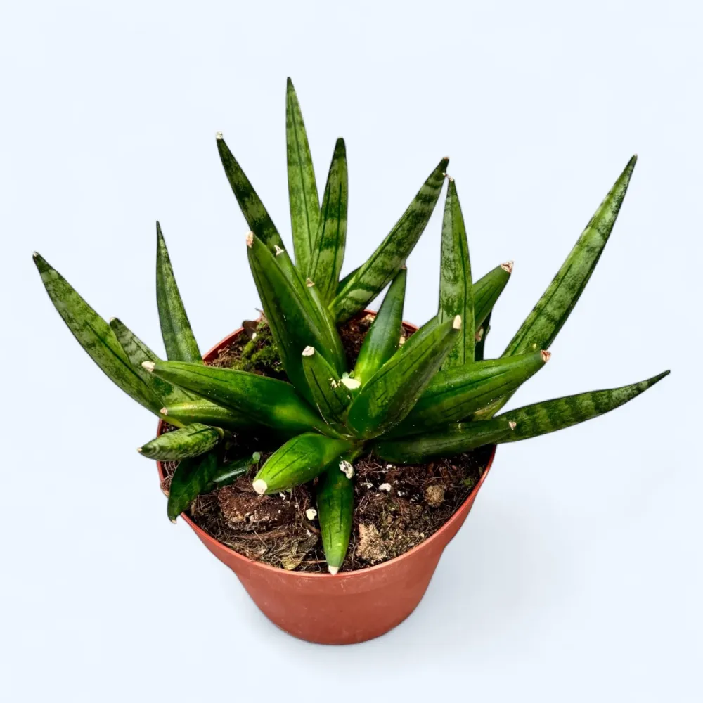 Sansevieria 'Hedgehog'- suculenta compacta cu aspect de arici
