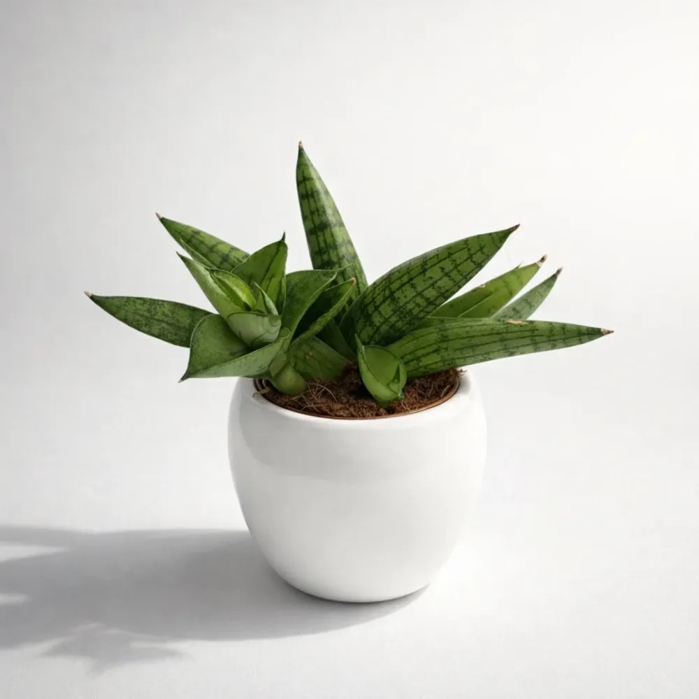 Sansevieria ‘Helios’ D5