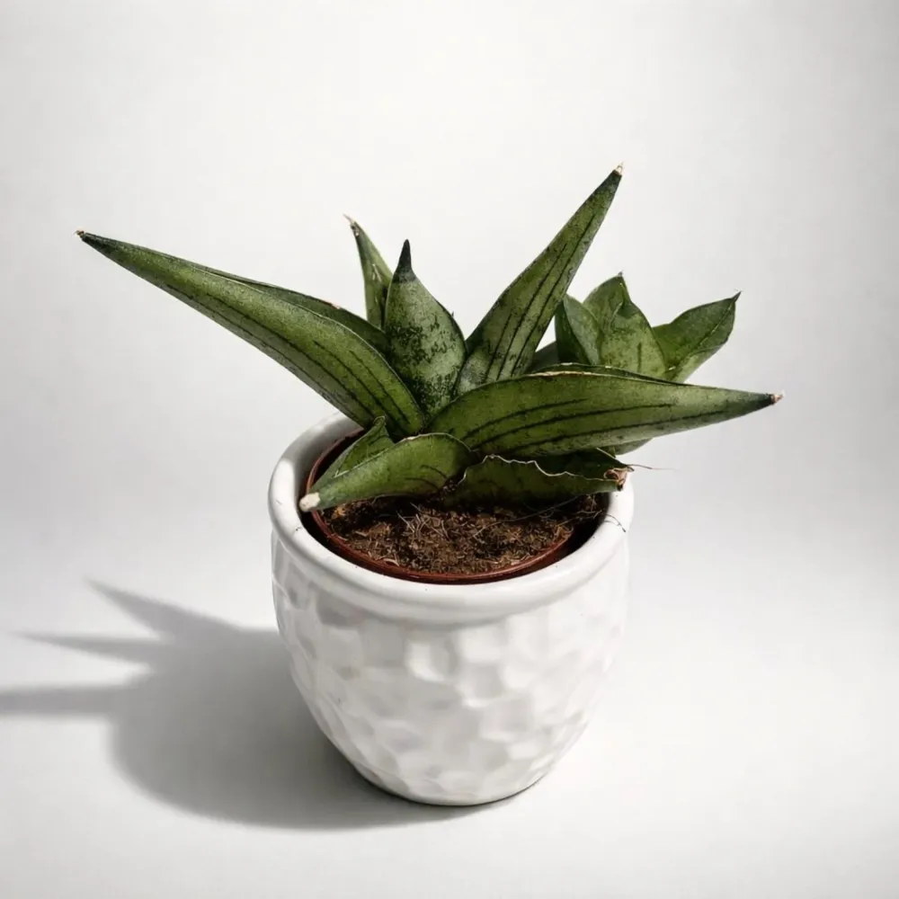 Sansevieria ‘Helios’ D5