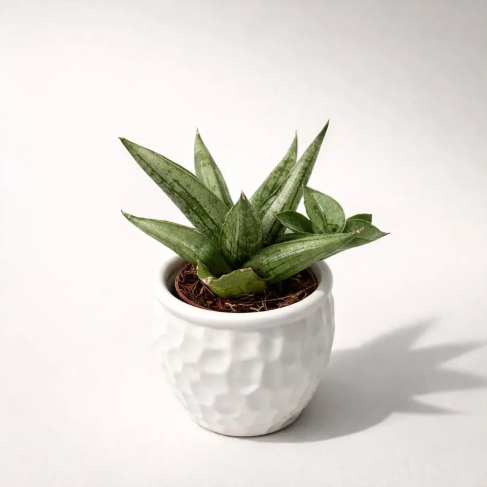 Sansevieria ‘Helios’ D5