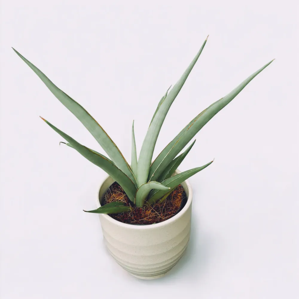 Sansevieria hybrid 'Chanin' (Sansevieria Silver Syreni)