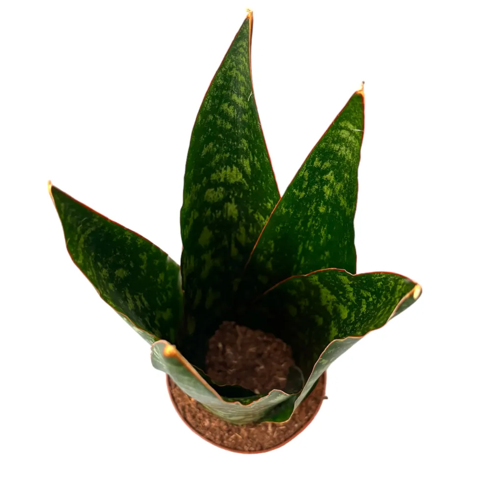 Sansevieria ‘Jamaiquina Queen’
