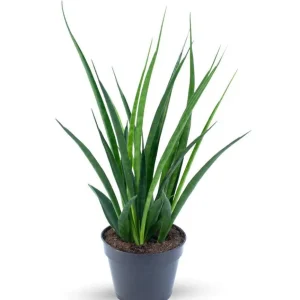 Sansevieria (Limba Soacrei) Kirkii Friends, 50-60 cm