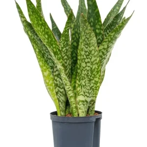 Sansevieria (Limba Soacrei) Masoniana Dragon, frunze late verzi cu pete decorative, planta de interior exotica si purifica...