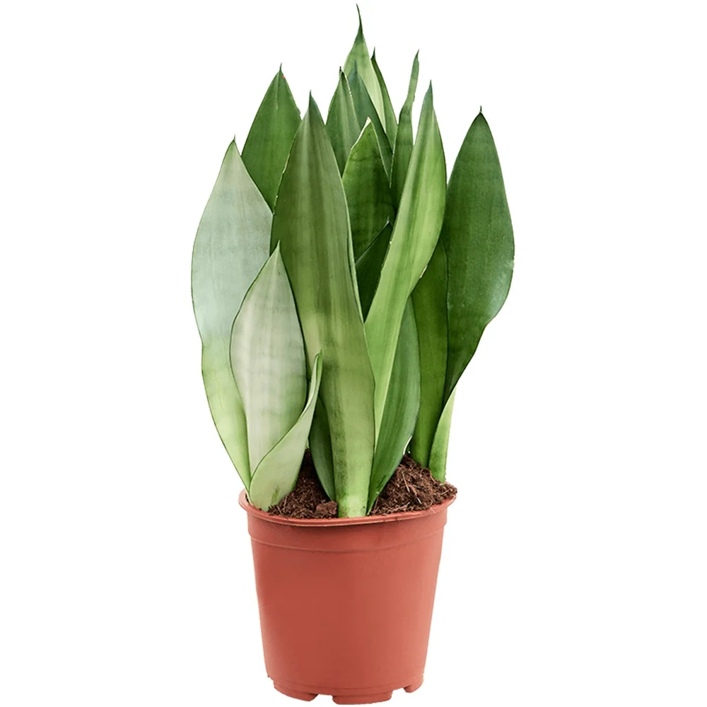 Sansevieria (Limba Soacrei) Moonshine, frunze argintii verzi deschise, planta de interior eleganta si purificatoare de aer...