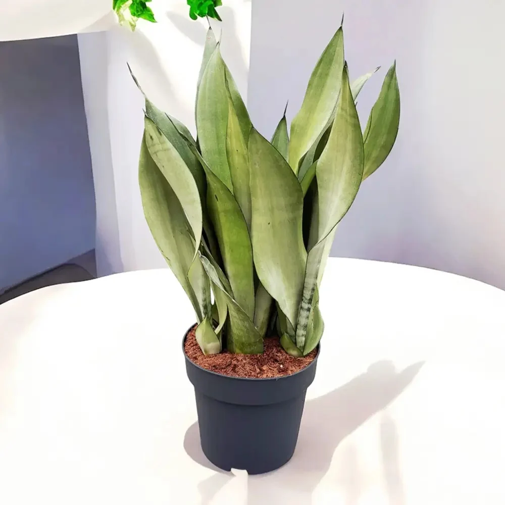 Sansevieria (Limba Soacrei) Moonshine, frunze argintii verzi deschise, planta de interior eleganta si purificatoare de aer...